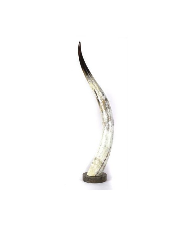 Long marbled black horn on base