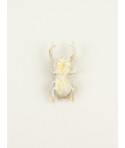 Broche Coleoptere en corne blonde
